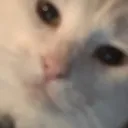 smugcat smugcat