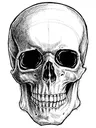 skull skull