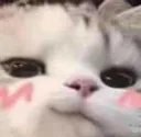 meow_blush_cat