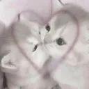 meow_kiss_cat