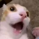 shockedcat shockedcat