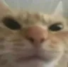 cat_angy