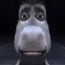 donkeystare