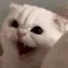 Catscream