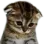catcry Discord Emoji