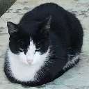 kitten