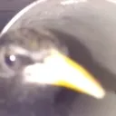pajarito