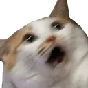 catwhatshock