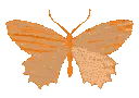 butterfly_orange
