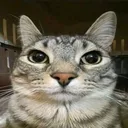 elgatostare