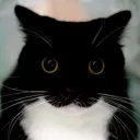 unistare