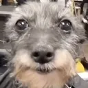 pluh