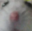 cheesed