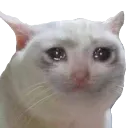 cls_Cat_cry cls_Cat_cry