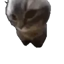 AidasPoriginalgif