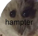 hampter hampter