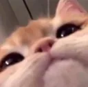 Fren