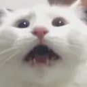 cathelp