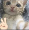 okiicat