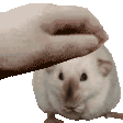 RatPet Discord emoji