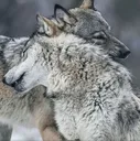 Wolfhug