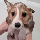 ot_whatthedogdoin