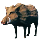 boar