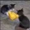 BJ_CatFriend