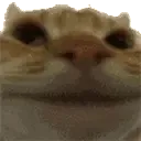 catNope