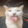 blehhh