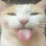 bleh