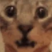 CatGuh