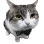 handsomecat handsomecat