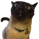 Finn_cat Discord Emoji