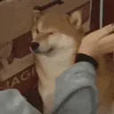 shikislap