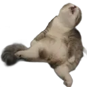 ugh_cat Discord Emoji