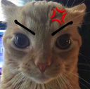 SG_gatoenojado Discord emoji