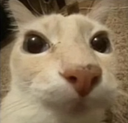 SG_gatomira Discord emoji