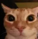 SG_gatomirando Discord emoji