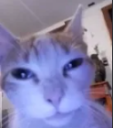 SG_gatopantalla Discord emoji