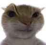 catsus2