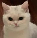 meow_angry_cat
