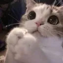 meow_please_cat