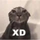 BLUE_XDCat