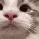 mreow