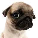CachorroLUZ CachorroLUZ
