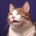 chinacat