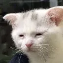 tired_cat