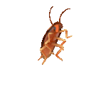 spinningroach spinningroach