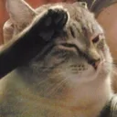 cat_salute